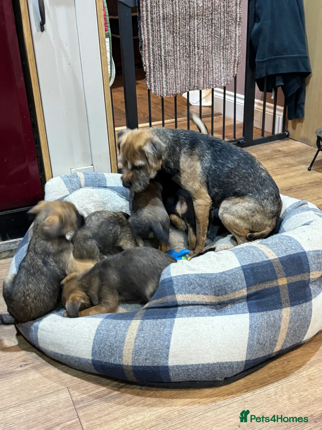 Border Terrier dogs for sale: KC Registered Border Terrier bitch puppy - Advert 3
