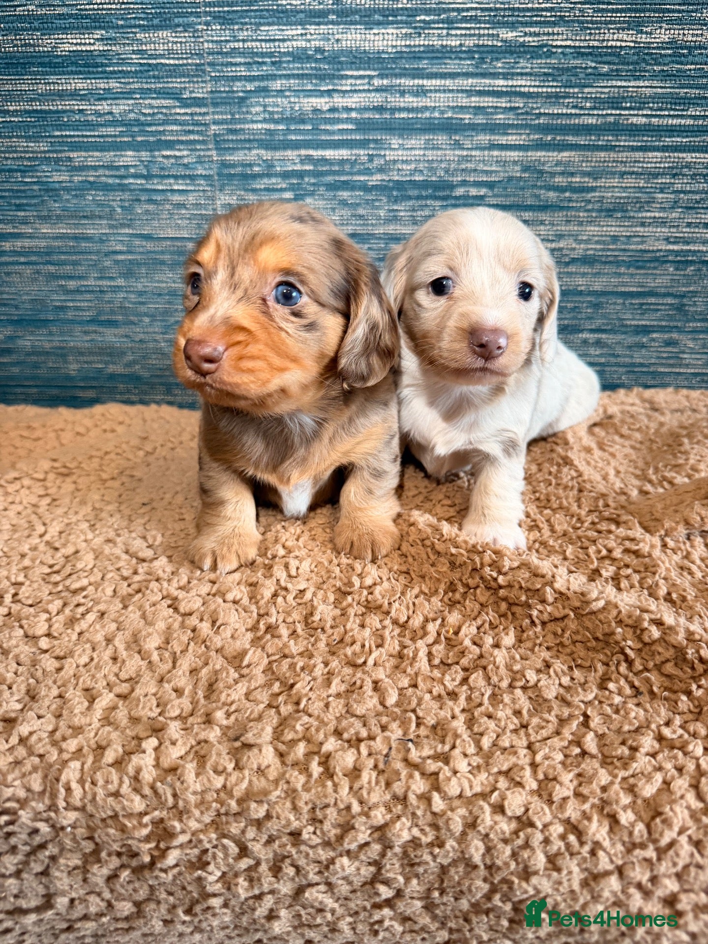 Miniature Dachshund dogs KC registered LONGHAIR MINIATURE DACHSHUNDS  - Advert 1