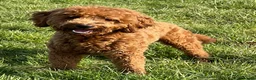 Goldendoodle dogs for stud: Goldendoodle stud Dog  - Advert 5