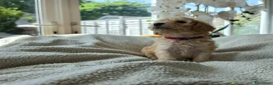 Cockapoo Puppy 1