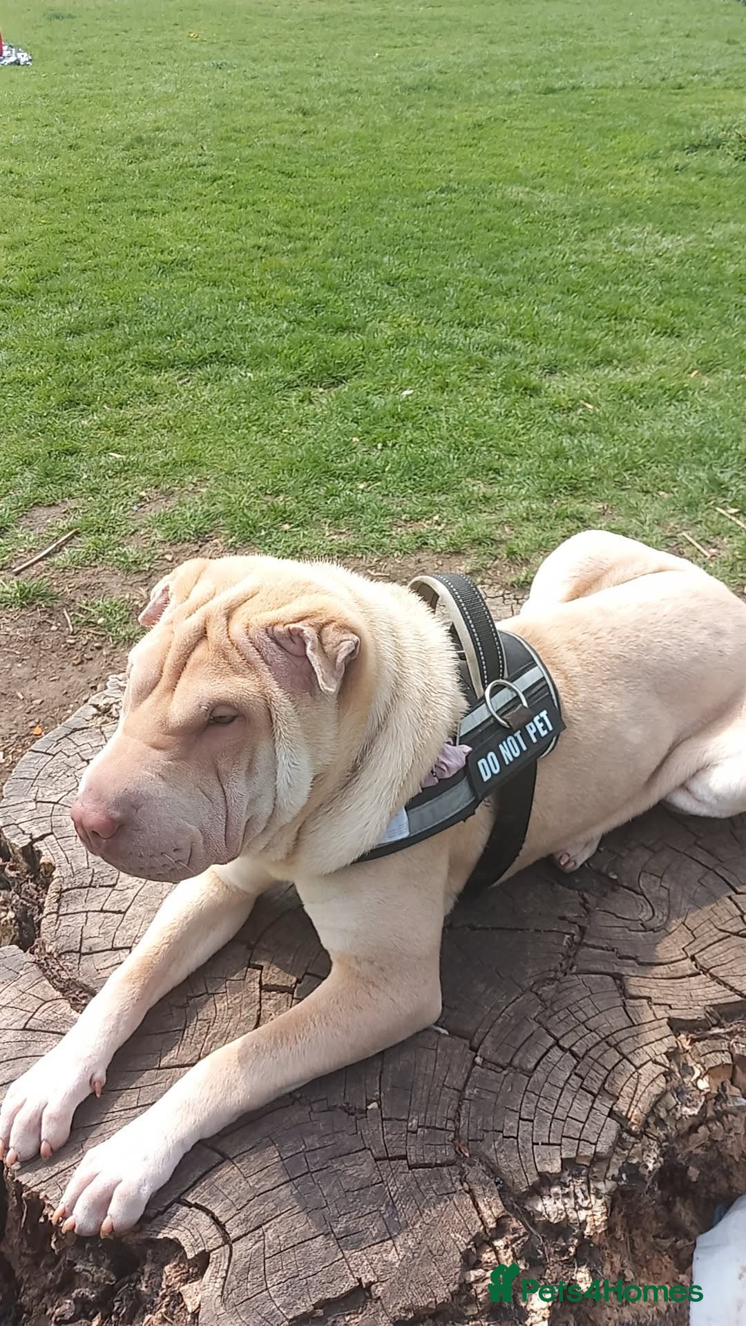 Shar Pei dogs Looking For A New Home ASAP - Advert 3