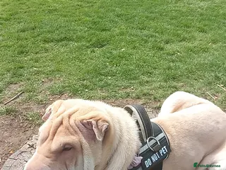 Shar Pei dogs Looking For A New Home ASAP - Advert 3