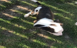 Mixed Breed dogs for sale: Border collie x Cockapoo  - Image 9
