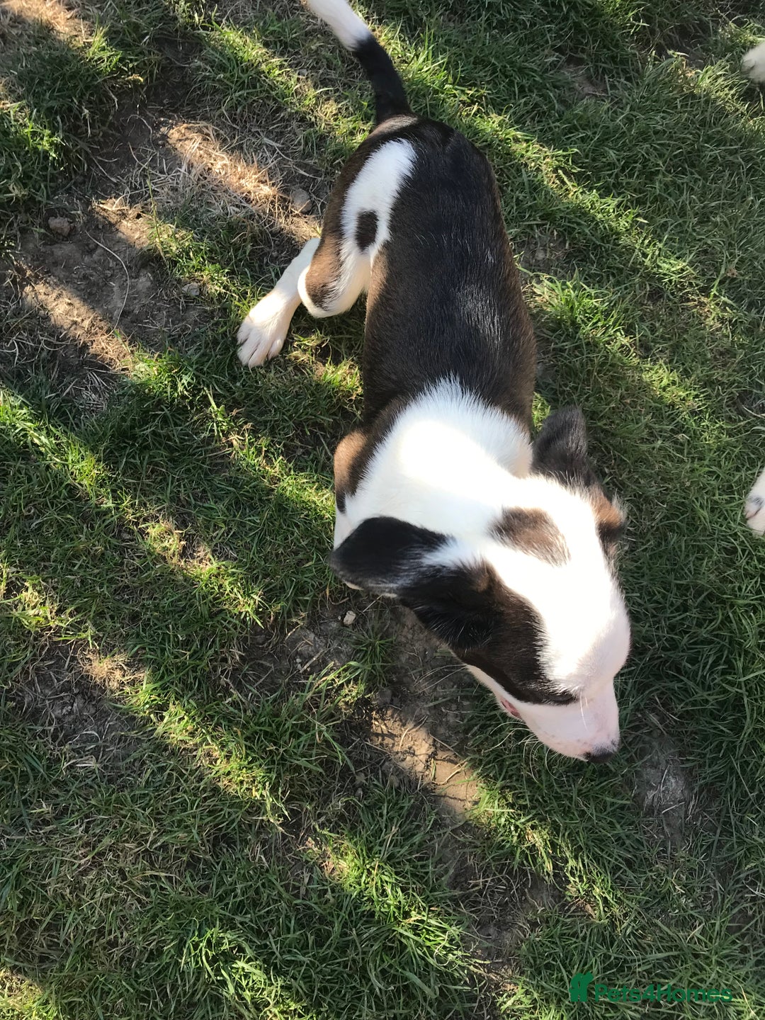 Mixed Breed dogs for sale: Border collie x Cockapoo  - Image 9