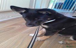 Mixed Breed dogs for sale: Mixed breed male puppy - Image 2