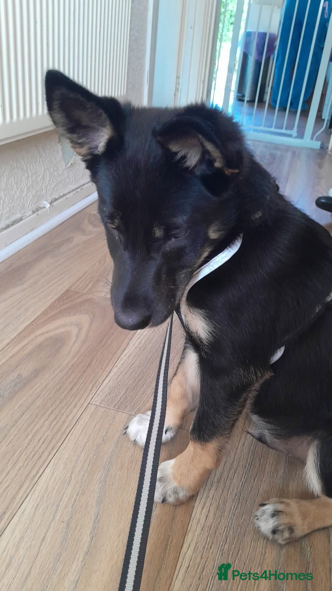 Mixed Breed dogs for sale: Mixed breed male puppy - Image 2