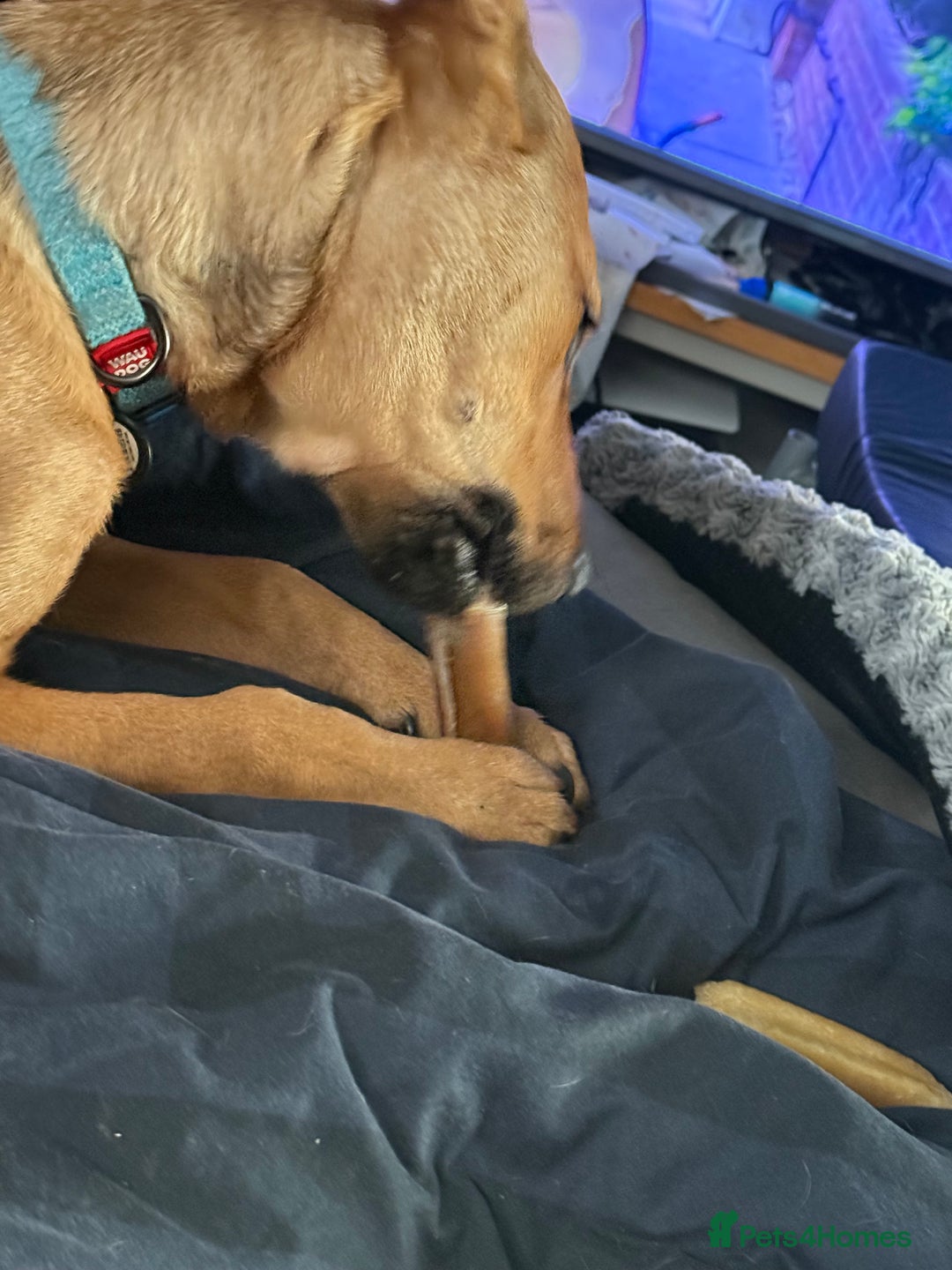 Mixed Breed dogs for sale: Ruby the German Shepherd X staffy pup - Advert 5