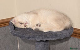 British Shorthair cats for sale: Little funny adorable girl  - Image 2