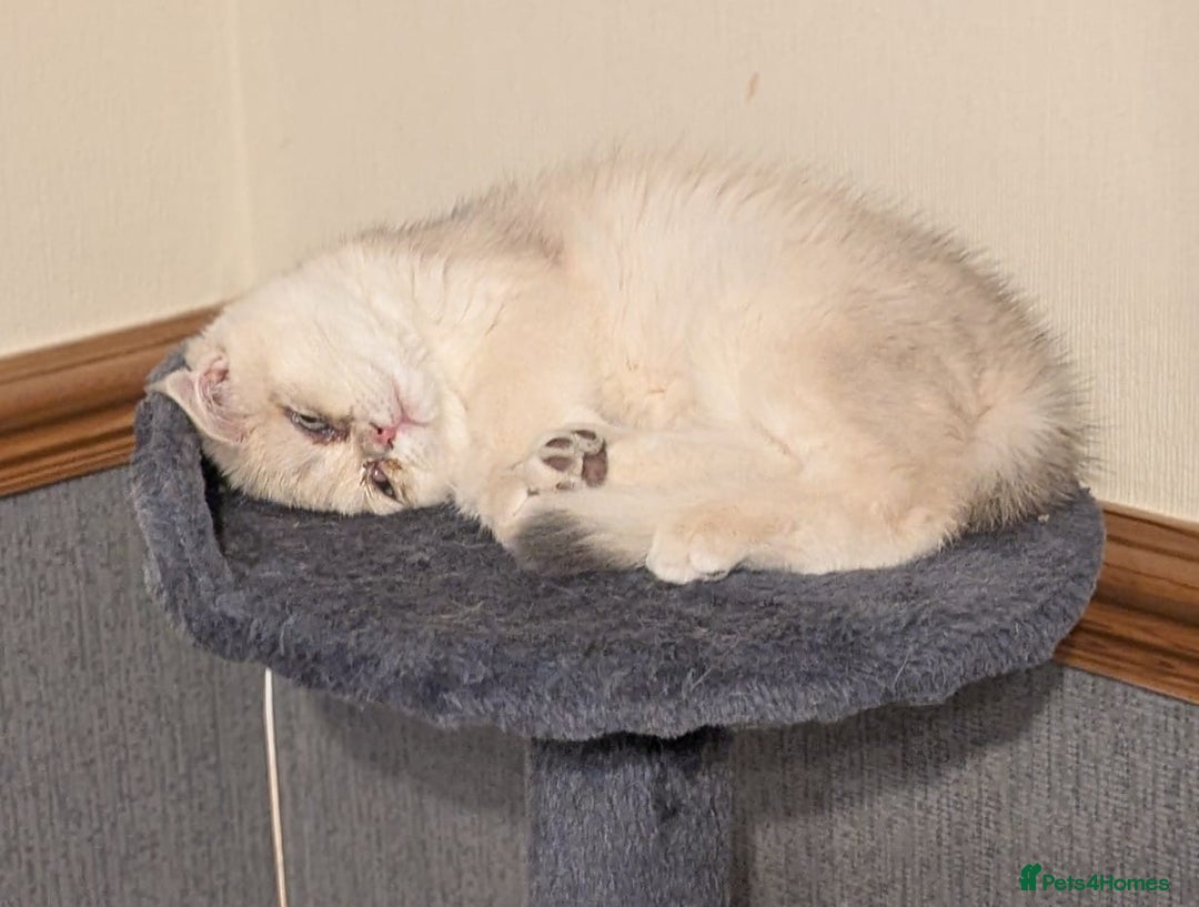 British Shorthair cats for sale: Little funny adorable girl  - Image 2