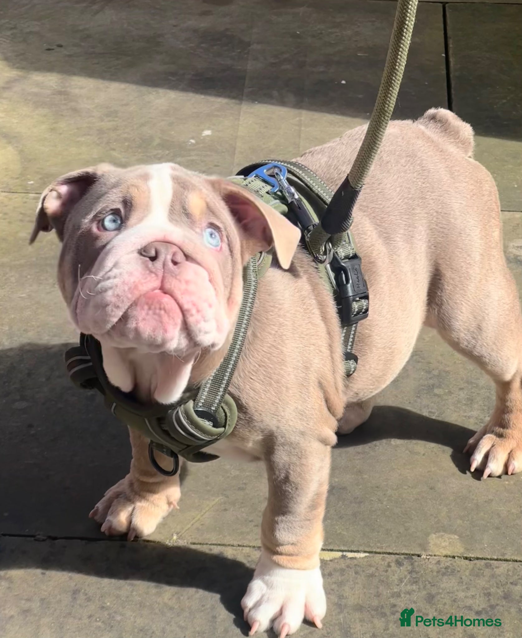 English Bulldog dogs Gorgeous Lilac English Bulldog Puppy - Advert 1