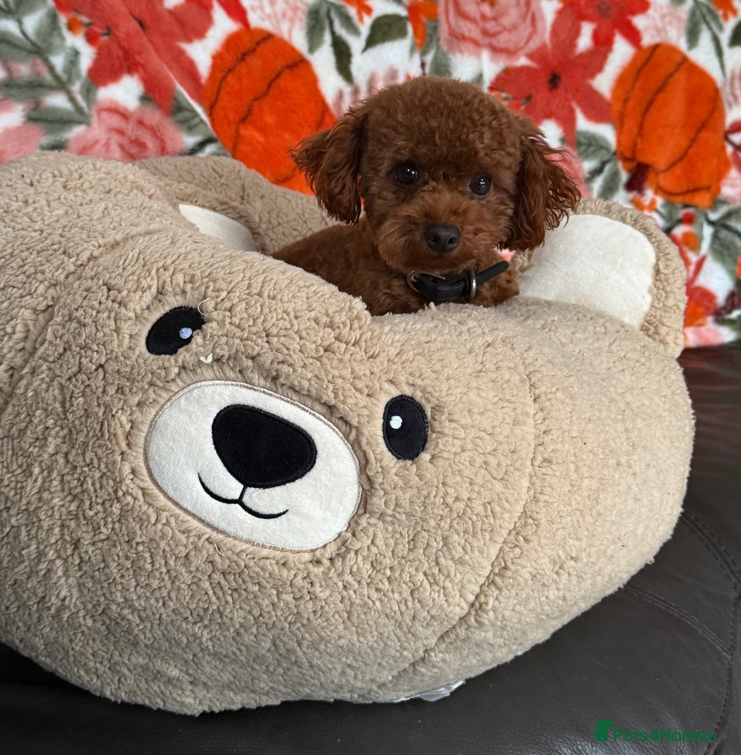 Maltipoo dogs for sale: 🧸 Incredible Teddy Bear TINY F1 Asian Maltipoo 🧸 - Advert 6