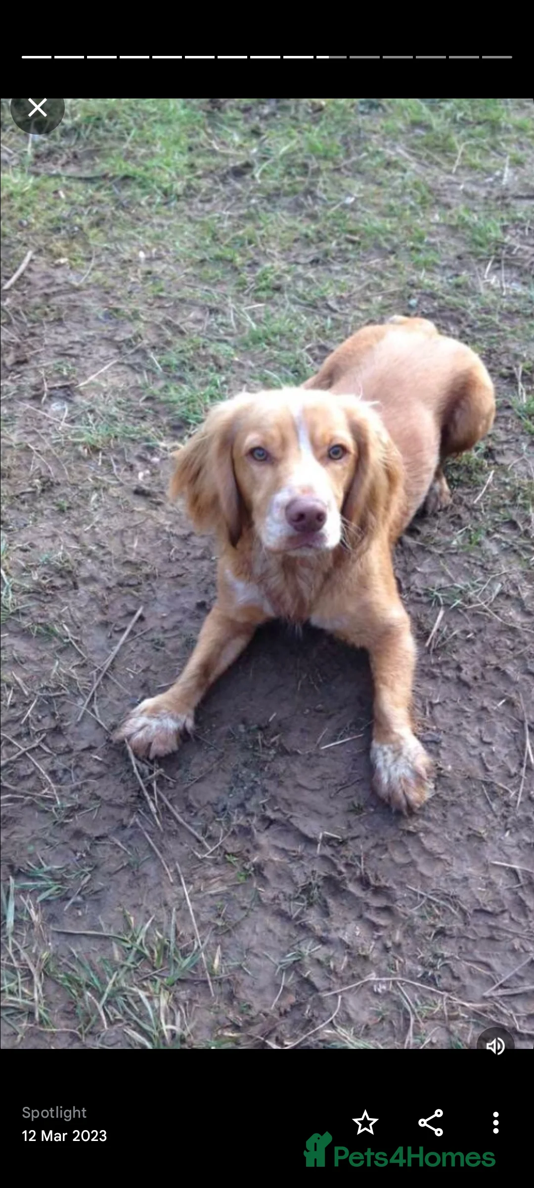 Cocker Spaniel dogs for stud: STUD working cocker (PROVEN) HEALTH TESTED! in Sutton-in-Ashfield - Advert 6