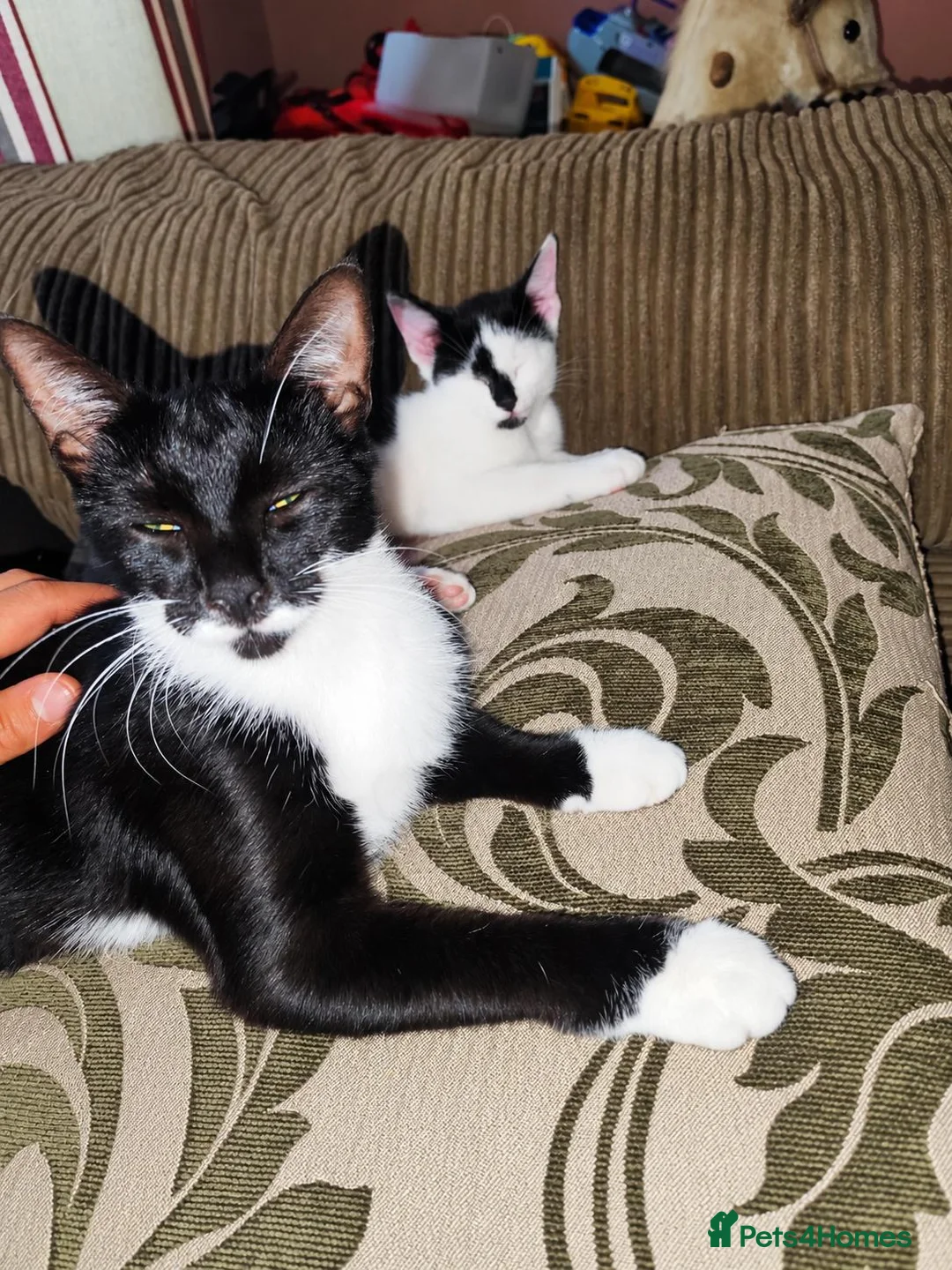 Mixed Breed cats for sale: Kitten's for sale  - Advert 10