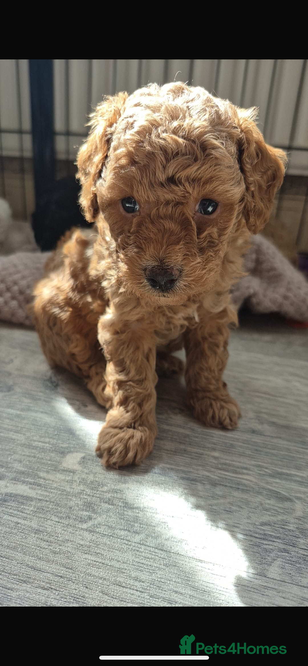 Maltipoo dogs for sale: ✨ Adorable Tiny Maltipoo Puppies For Sale! ✨  - Image 5