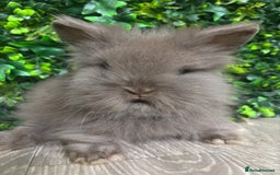 Lionhead rabbits for sale: BEAUTIFUL BABY LIONHEAD BUNNIES  - Image 4