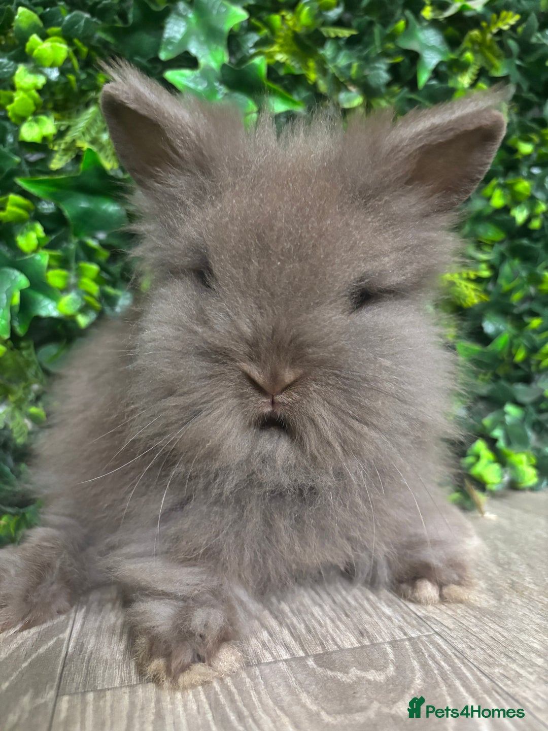 Lionhead rabbits for sale: BEAUTIFUL BABY LIONHEAD BUNNIES  - Image 4