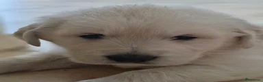 Golden Retriever Puppy 2
