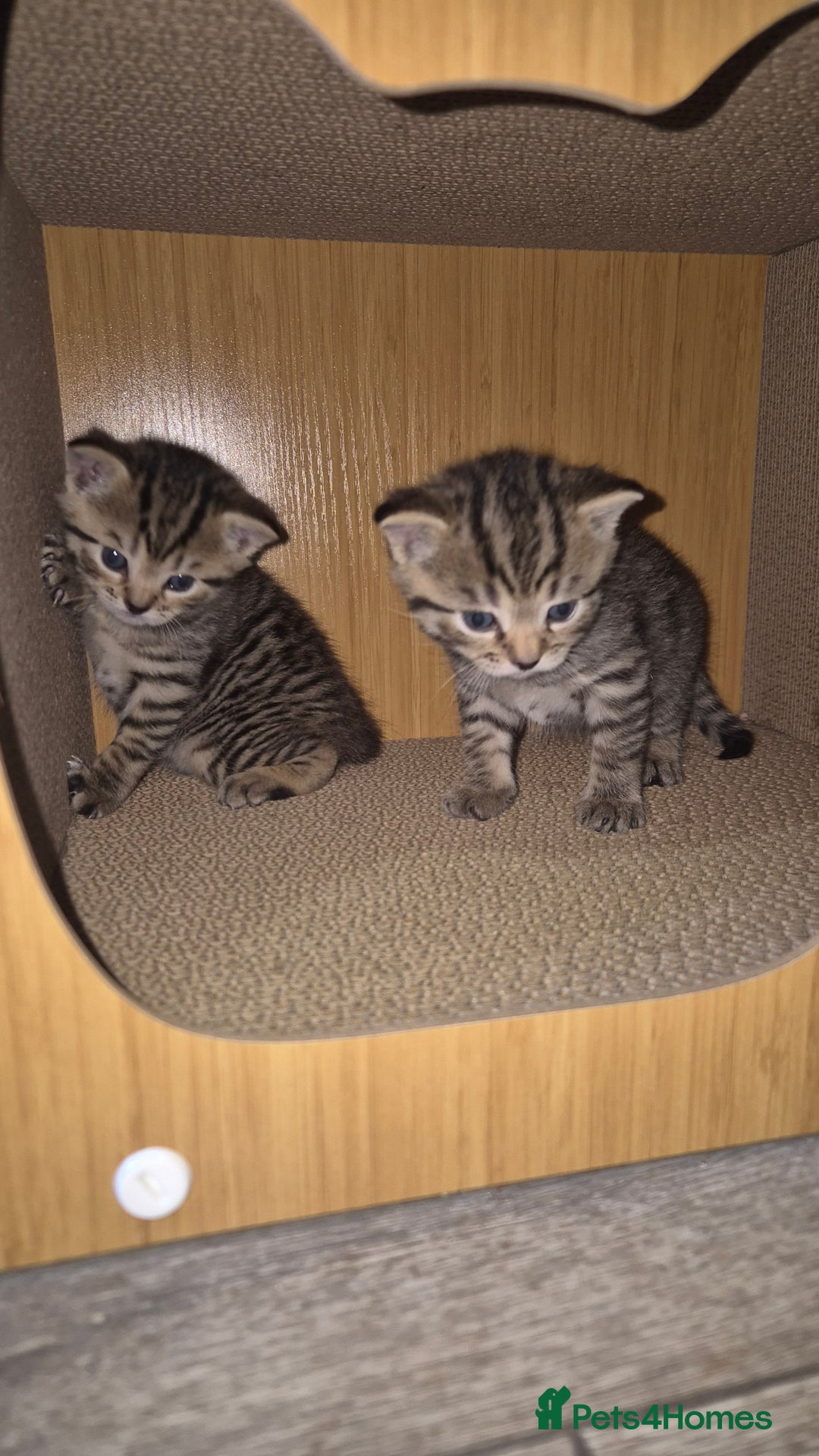Scottish Fold cats for sale: ADORABLE SCOTTISH FOLD KITTENS - Advert 3