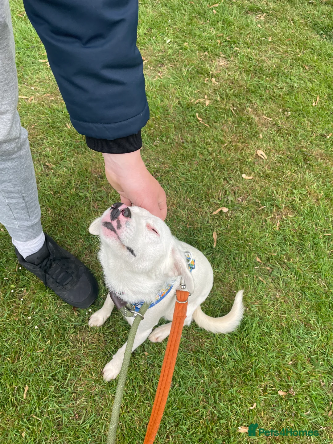 Mixed Breed dogs for adoption: Meet Clove, currently residing in Cheshire  - Advert 13