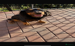 Cockapoo dogs for sale: cockapoo puppies - Advert 17