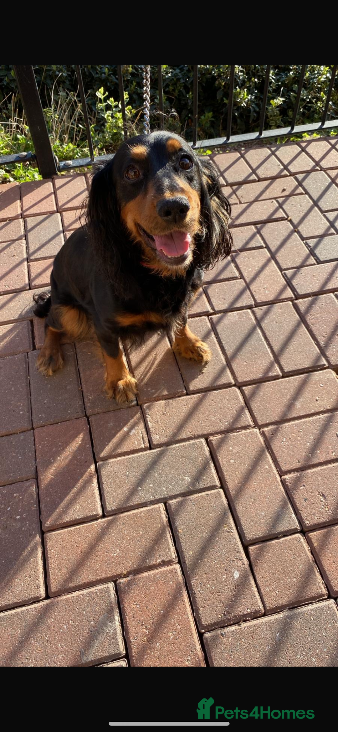 Cockapoo dogs for sale: cockapoo puppies - Advert 17