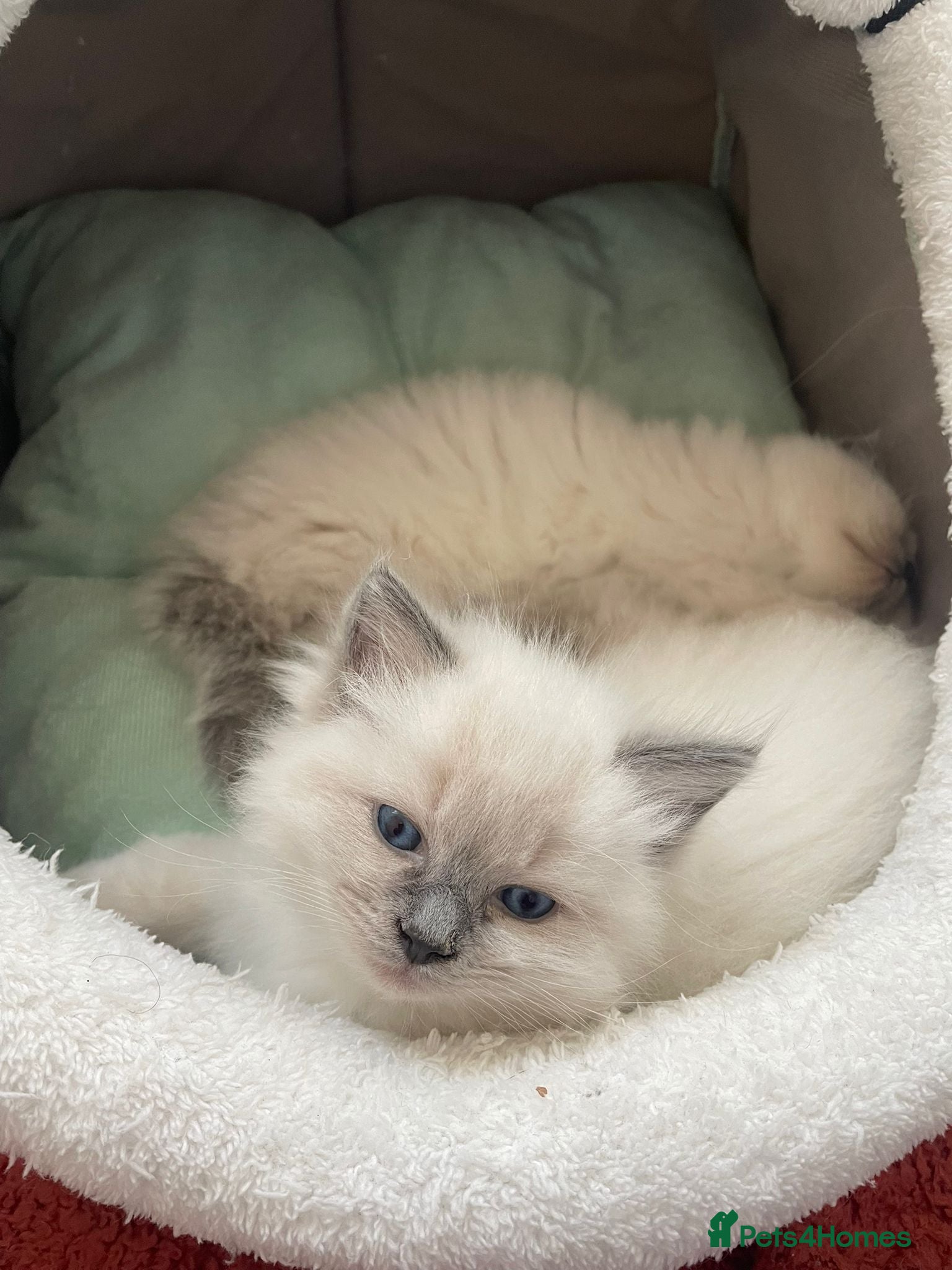 Ragdoll cats 🐱Luxury Ragdoll kittens🐱Beautiful BluePoint🐱 - Advert 1