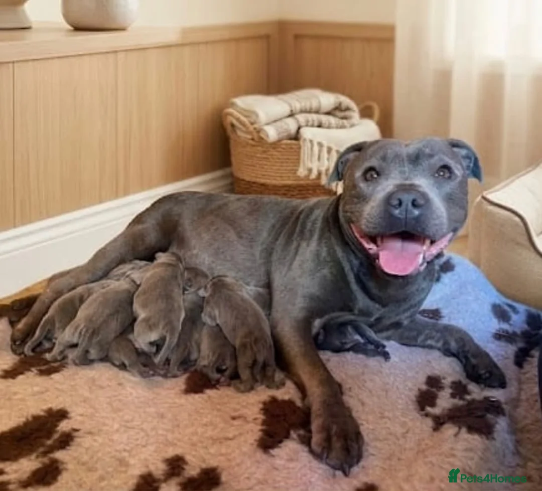 Staffordshire Bull Terrier dogs for sale: SIMPLY STUNNING COI 5.8%  - Advert 2