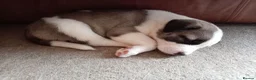 Akita dogs for sale: 🐾🐾🐕AKITA CROSS FOR  SALE 🐕🐾🐾 in Tamworth - Advert 7