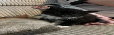 Mixed Breed Kitten 3