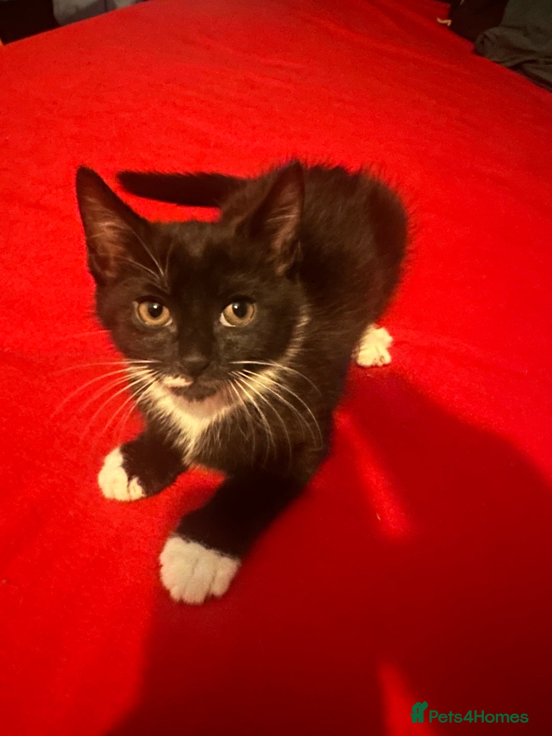 Mixed Breed cats for sale: Black and white kittens! - Advert 4