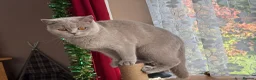 British Shorthair cats for sale: Champion bloodlines - Last cinnamon boy! - Advert 18