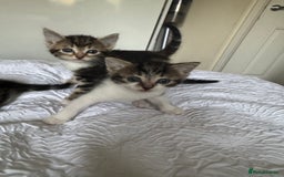 Domestic Shorthair cats for sale: 7 kittens ready 22nd November  - Image 12