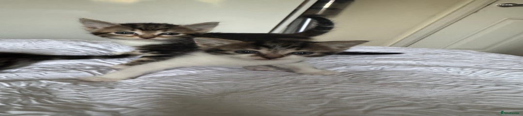 Domestic Shorthair Kitten 7