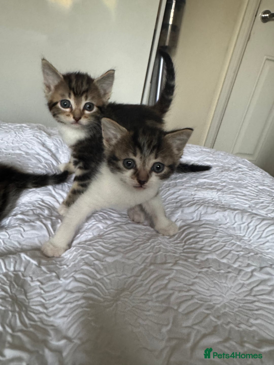 Domestic Shorthair cats for sale: 7 kittens ready 22nd November  - Image 12