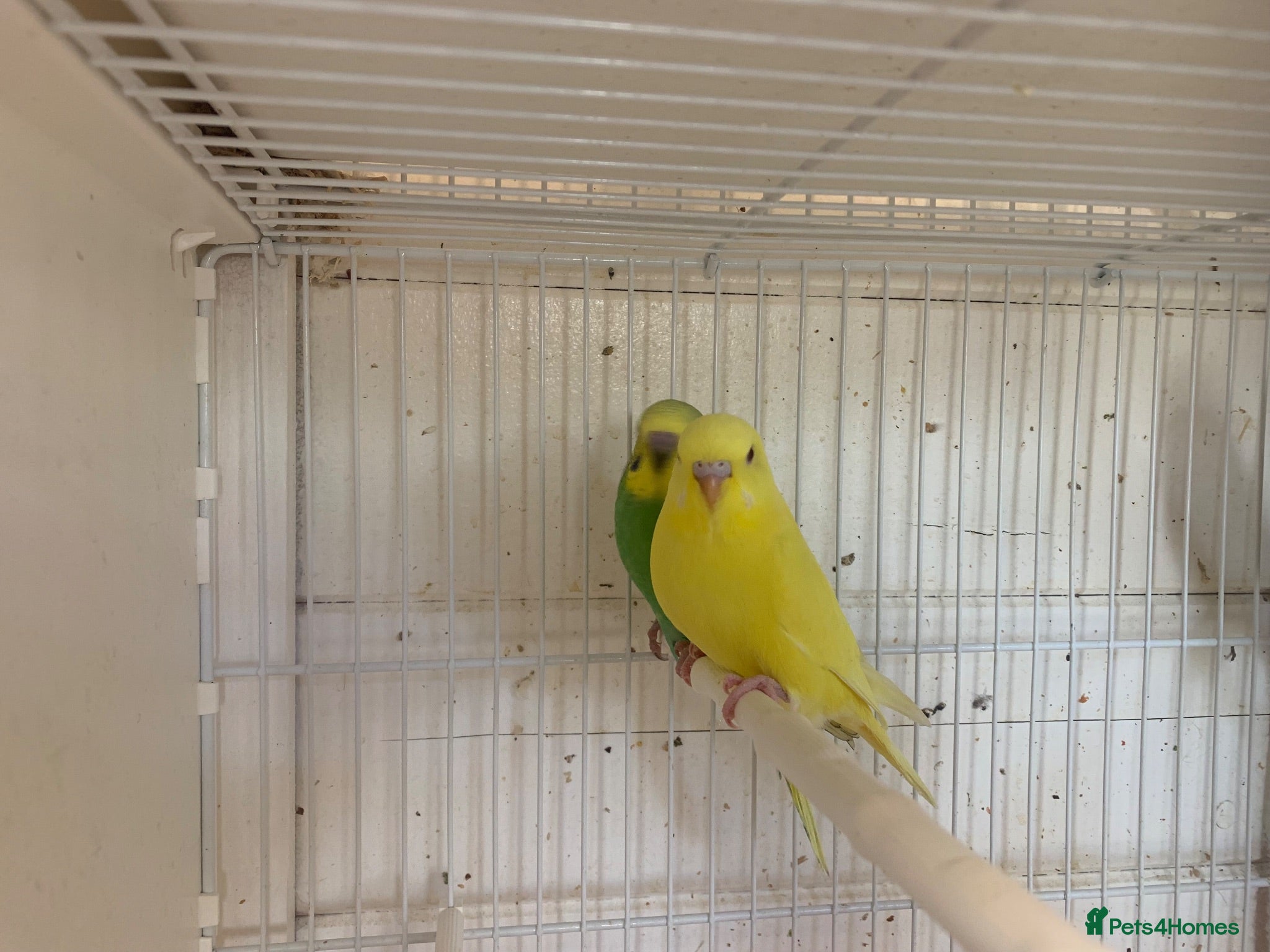 Budgerigars birds Budgies  - Advert 1