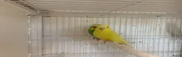 Budgerigars birds for sale: Budgies  - Advert 1