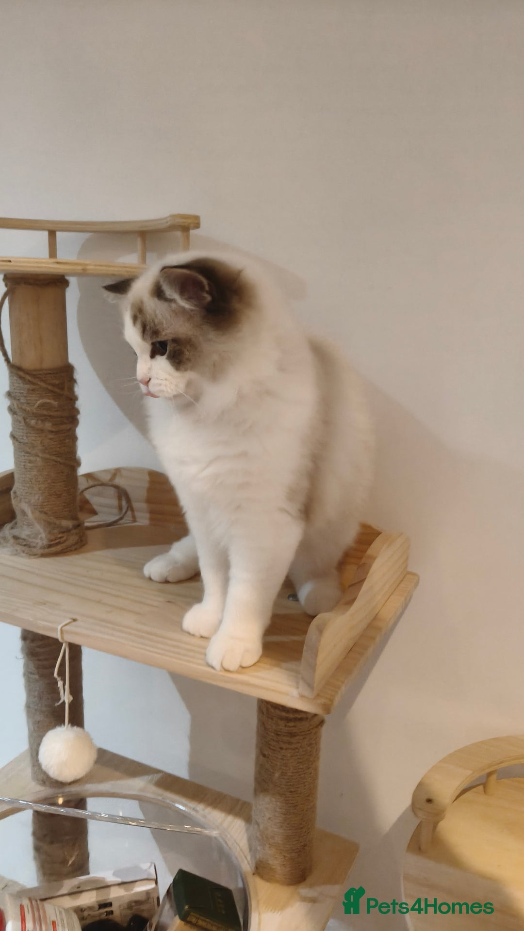 Ragdoll cats for sale: Gccf tica register kittens - Advert 13