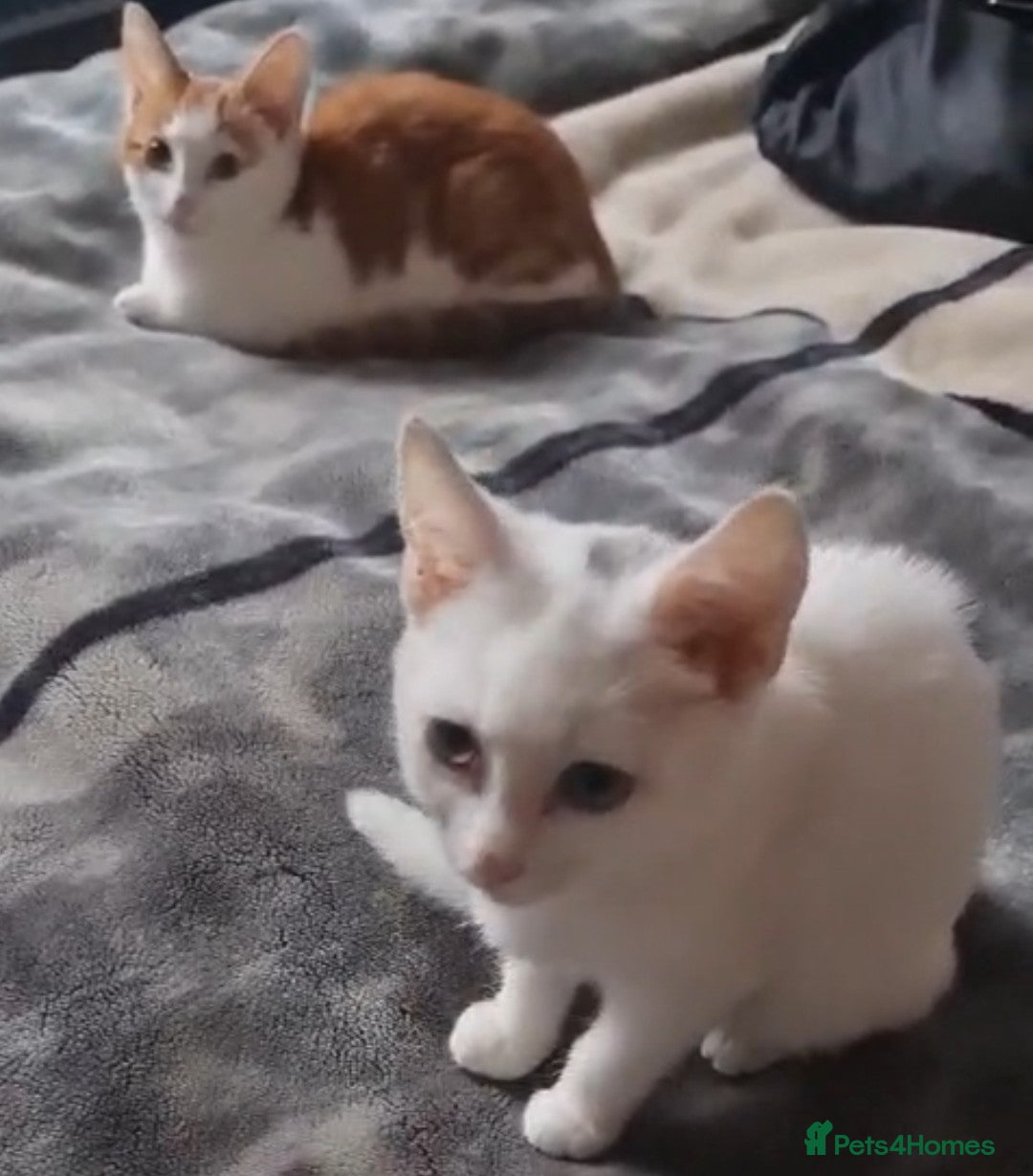 Mixed Breed cats for sale: Cute adorable kittens looking for forever homes  - Advert 9