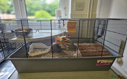 Rat rodents for sale: Two white and grey male rats - Image 2