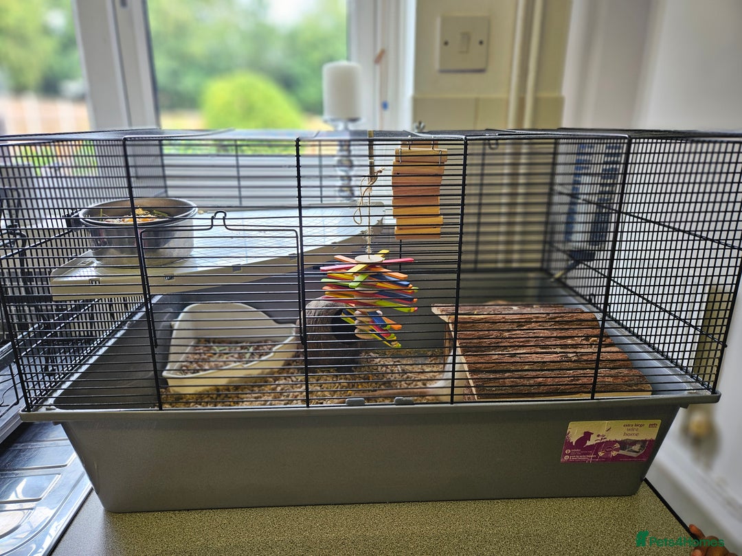 Rat rodents for sale: Two white and grey male rats - Image 2