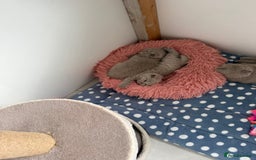British Shorthair cats for sale: GCCF British Shorthair Kittens  excellent pedigree - Image 9