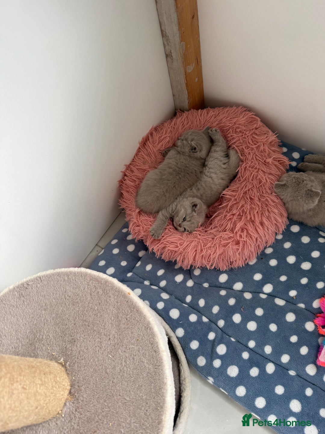British Shorthair cats for sale: GCCF British Shorthair Kittens  excellent pedigree - Image 9