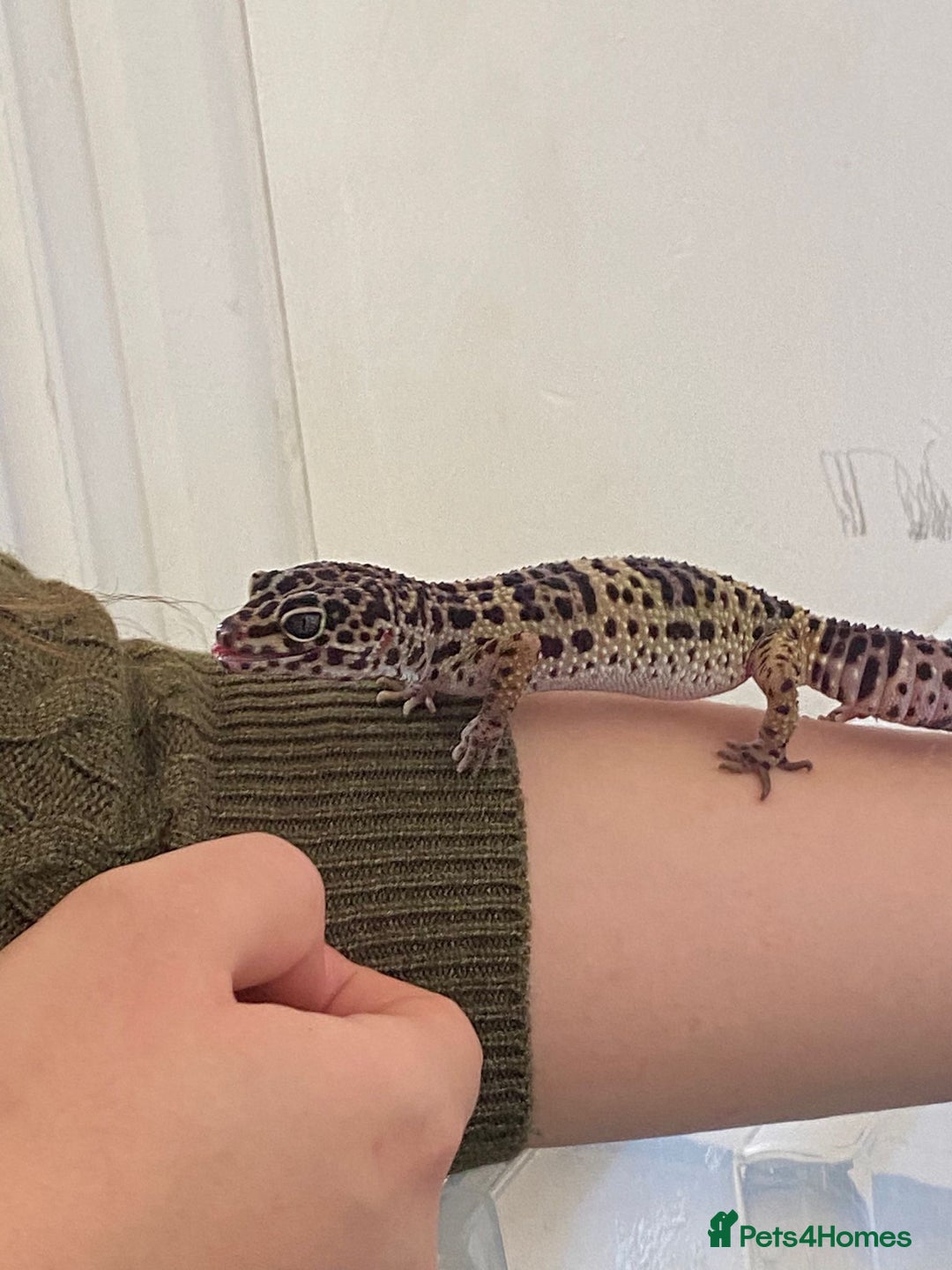 Leopard Gecko reptiles for sale: 2 year old Leo. Experienced keepers only!!  - Advert 1