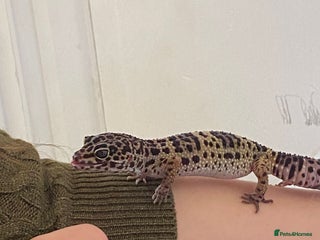 Leopard Gecko reptiles 2 year old Leo. Experienced keepers only!! - Advert 1