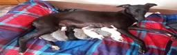 Whippet dogs for sale: REDEVELYN WHIPPET'S KC REG NR GLOUCESTER  - Advert 3