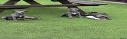 Whippet dogs for sale: Whippets  - Advert 4
