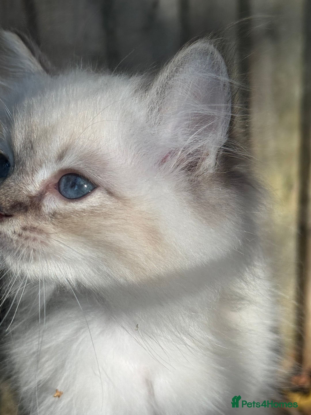 Ragdoll cats for sale: 🚨 Gorgeous, pedigree Ragdoll Puffballs! 🚨  - Image 16