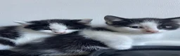 Domestic Shorthair cats for sale: Two beautifully marked male kittens - Advert 11