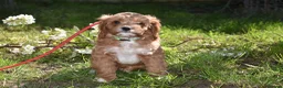 Cavapoo dogs for sale: Ready Now F1 Toy Cavapoo Puppies Health Tested - Advert 14