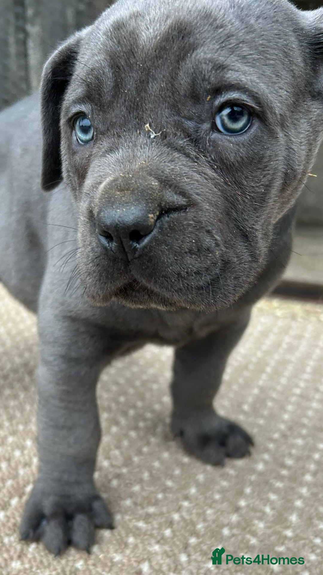 Cane Corso dogs for sale: Beautiful Blue Cane Corso Girls Ready Now - Image 6